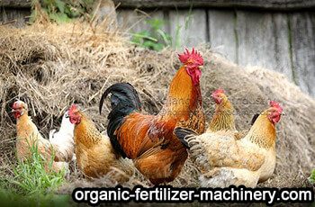 Chicken Manure