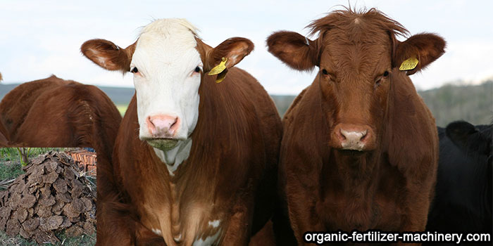 cow manure biofertilizer production