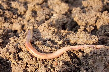 earthworm organic fertilizer