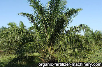 Benefits of applying organic fertilizer to oil palm Oil-palm