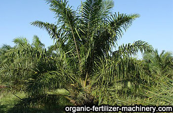 oil palm