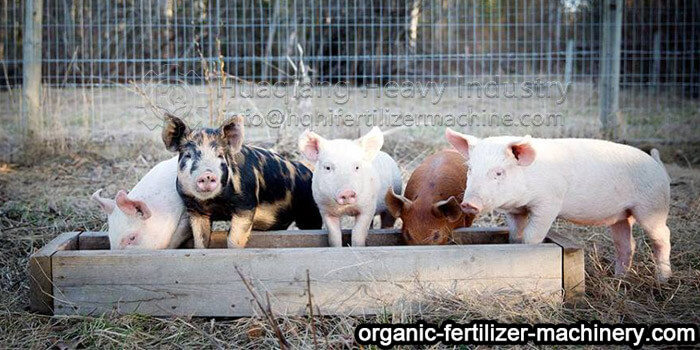 pig manure organic fertilizer manufacturing