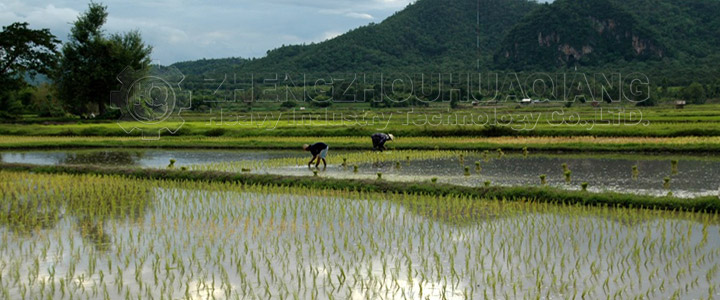 Effect of ratio of organic fertilizer equipment production on rice