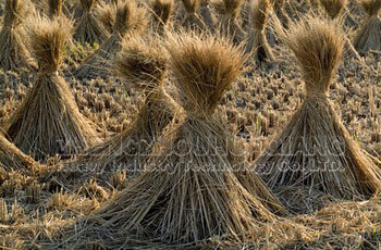 straw organic fertilizer