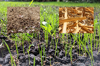 How to fermentate organic fertilizer at low temperature in winter