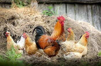 How to deal with chicken manure in chicken farm