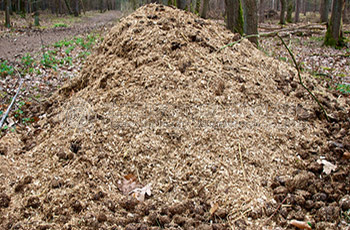 How to make chicken manure into organic fertilizer